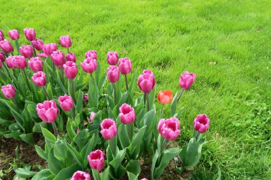 Mor laleler, yeşil çim