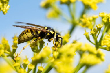 WASP sarı bir çiçek üzerinde Kapat