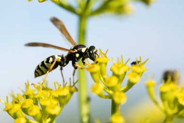 WASP sarı bir çiçek üzerinde Kapat