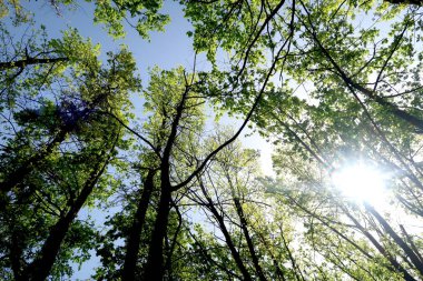 Gökyüzüne aşağıdan görünümünde ağaçlarının dalları