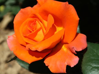 Parlak gül görünümü Kapat