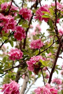 Pembe çiçekler elma, bahar
