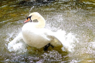Gölette beyaz kuğu