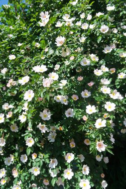 Dogrose bahar peyzaj çiçek