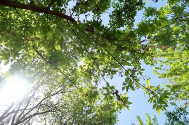 Gökyüzüne aşağıdan görünümünde ağaçlarının dalları