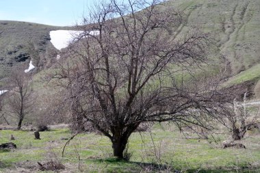 Dağlar taşlar, hills, çayırlar, bahar manzara