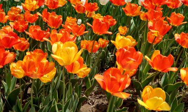 Bahar manzara, Çiçek Lale