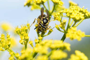WASP sarı bir çiçek üzerinde Kapat