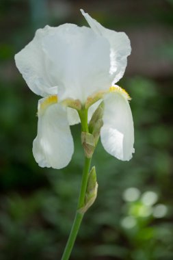 Aslanağzı majus, beyaz çiçek