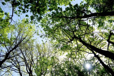 Gökyüzüne aşağıdan görünümünde ağaçlarının dalları
