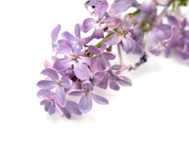 Beyaz arkaplanda leylak çiçekleri