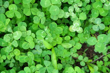 Parlak yeşil yonca arka plan