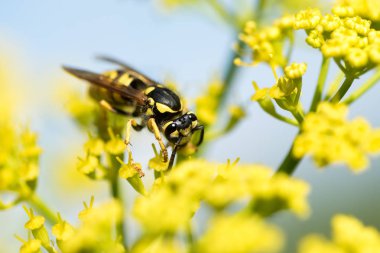 WASP sarı bir çiçek üzerinde Kapat