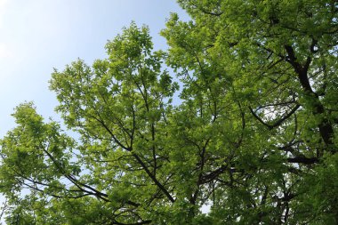 Gökyüzüne aşağıdan görünümünde ağaçlarının dalları