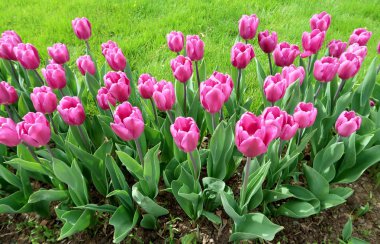 Mor laleler, yeşil çim