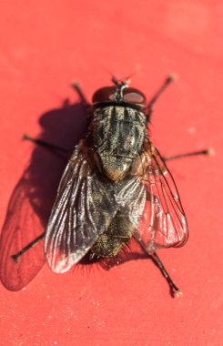 Kırmızı büyük anında