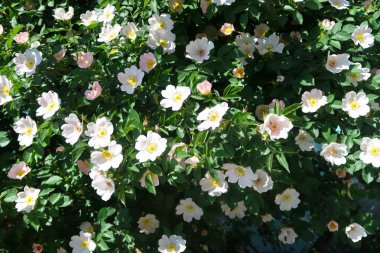 Dogrose bahar peyzaj çiçek