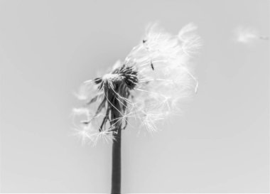 Karahindiba siyah ve beyaz arka plan