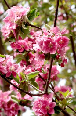 Pembe çiçekler elma, bahar