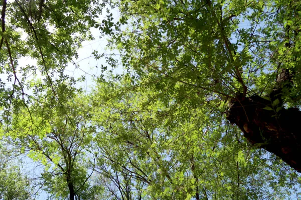 Ramas Árboles Vista Desde Abajo Hacia Cielo — Foto de Stock