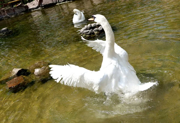 Weißer Schwan Auf Einem Teich — Stockfoto