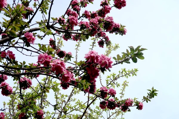 Fiori Rosa Mela Primavera — Foto Stock