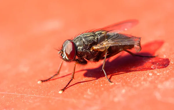 Grote Vlieg Rood — Stockfoto