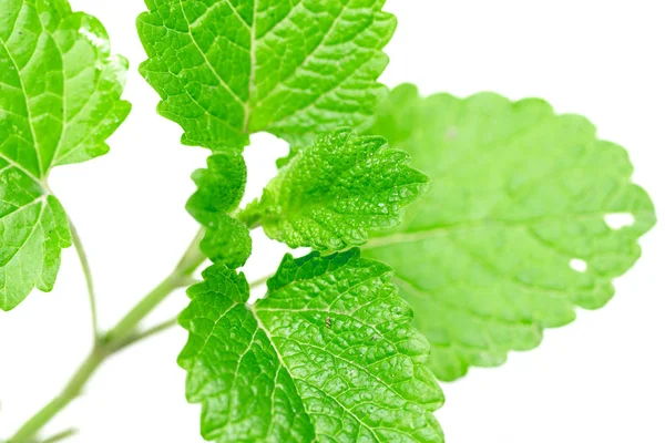 Green Mint Leaves White Background — Stock Photo, Image