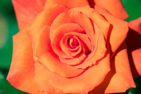 橙花玫瑰在自然 — 图库照片