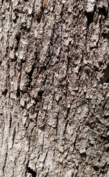 Tekstura Tła Kory Drzewa — Zdjęcie stockowe