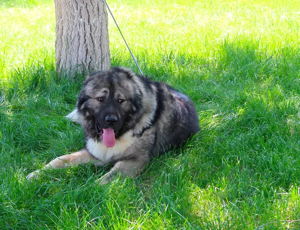 Yeşil Çimenlerin Üzerinde Asya Çoban Köpeği — Stok fotoğraf