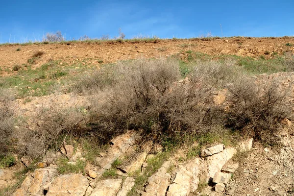 yeşil bozkır tepelerinin doğal görünümü