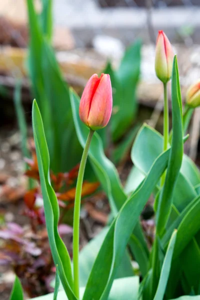 Brote Tulipán Rojo Primavera —  Fotos de Stock