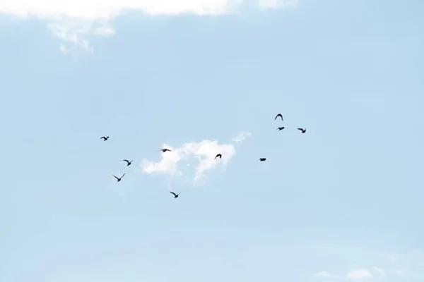 Rebanho Pombos Voando Contra Céu — Fotografia de Stock