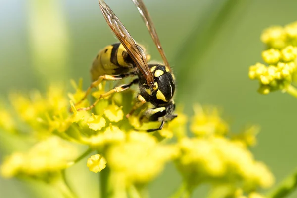Wasp Sarı Bir Çiçek Üzerinde Kapat — Stok fotoğraf