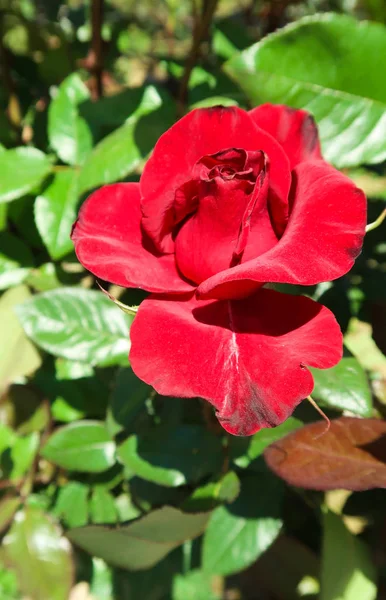 Fleur Rose Rouge Poussant Printemps — Photo