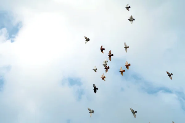 Bando Pombos Céu — Fotografia de Stock