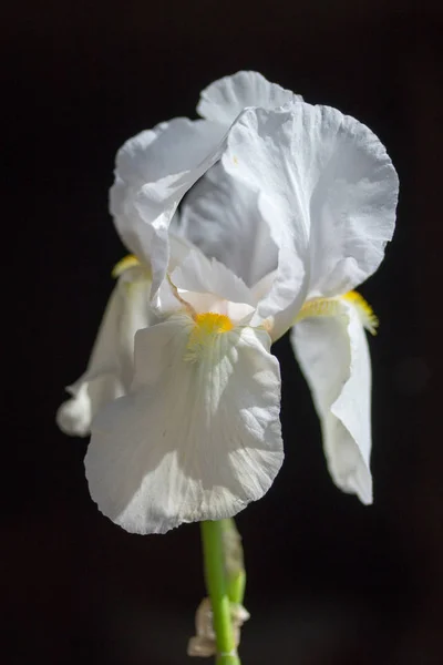 Antirrhinum Majus Fiore Bianco — Foto Stock