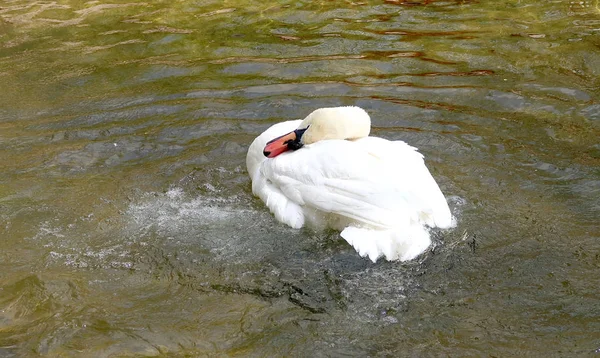 Weißer Schwan Wird Wasser Geputzt — Stockfoto