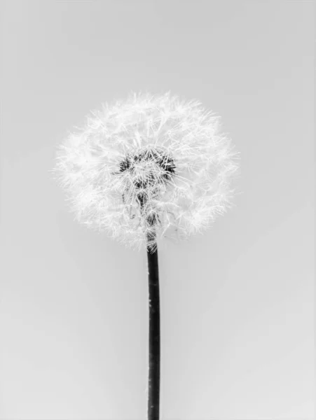Черно Белый Фон Одуванчика — стоковое фото
