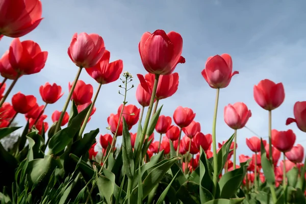 Gökyüzü, Çiçek Lale görüntülemek aşağıdan