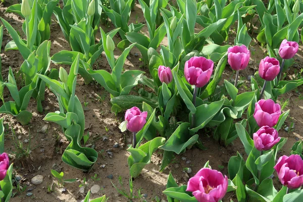 Parlak laleler, bahar manzara