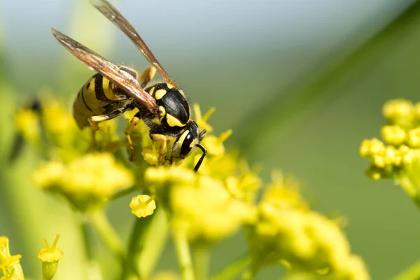 Wasp Een Gele Bloem Close — Stockfoto