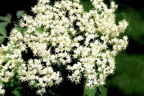 Small White Flowers Lot — Stock Photo, Image