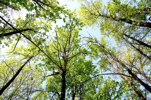 Gökyüzüne aşağıdan görünümünde ağaçlarının dalları