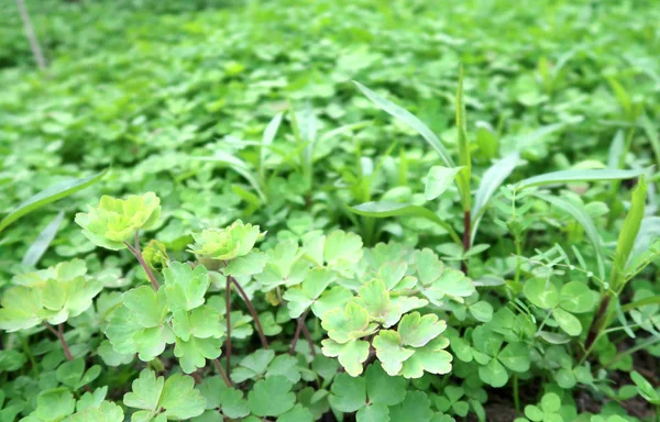 Groene Natuurlijke Klaver Achtergrond — Stockfoto