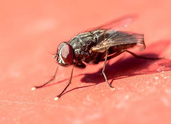 Grote Vlieg Rood — Stockfoto