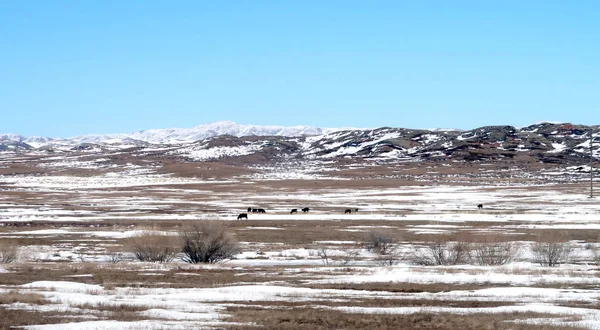 Snö Våren Stäppen Hills — Stockfoto