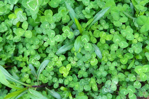 Bright Green Clover Background — Stock Photo, Image