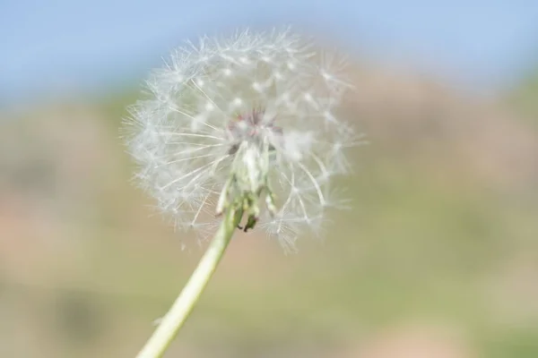 Löwenzahnsaat im Freien — Stockfoto